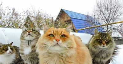 Every Winter These Siberian Cats Fluff Up And Play In Snow With Their Human