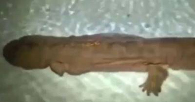 Is This The Oldest Creature On Earth? Footage Of 200-year-old Monster Amphibian Found In Cave