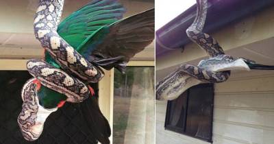 Terrifying! Carpet Python Swallows A King Parrot In A Rare Incident