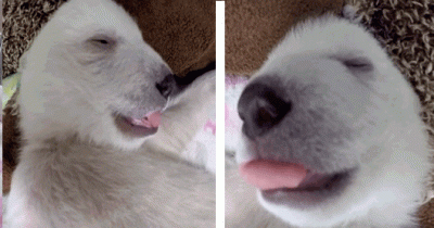 Precious Polar Bear Cub Dreams As She Sleeps