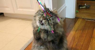 He May Look Worried, But This Rescue Cat Is Just Loving His New Life