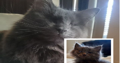 Cat Found Blind And Abandoned, Now Gives Hugs And Lives Like A Boss!