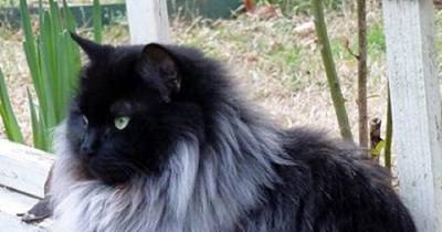 These Cats Grow Magnificent Winter Manes. They May Just Be Part Lion!