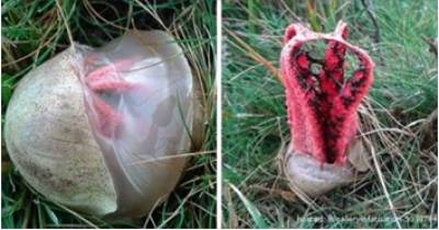 If You Find One Of These Bizarre Egg Sacks In Your Back Yard, Try Not To Panic.