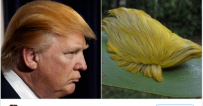 21 Times Twitter Roasted The Hell Out Of Donald Trump In 2015