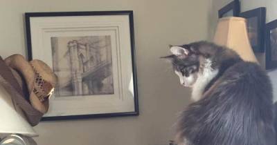 He Was The Runt, Now At 8 Months Maine Coon Kitten Is Tiny No More!