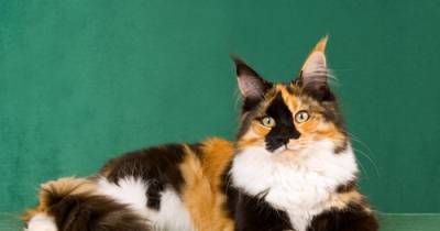 10 Reasons Why Calico Cats Are So Darn Cool!