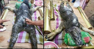Unbelievable! Half Buffalo Half Crocodile Is The Weirdest Thing You&rsquo;ll See Today