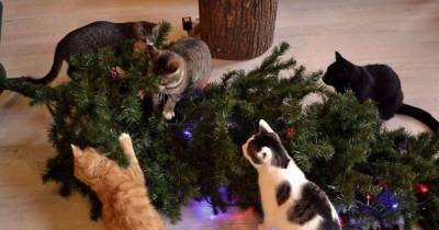 Cats Helping Decorate Christmas Trees