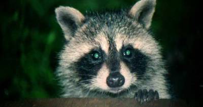 A Raccoon Came In Through Their Cat Door, But Wait Until You See What He Does!