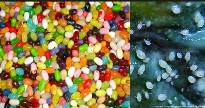 9 Bugs You Had No Idea You Were Eating
