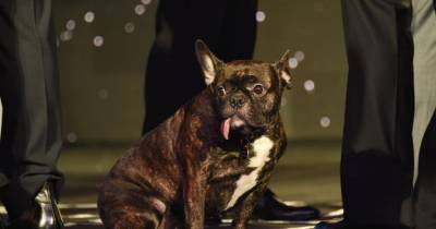 Carrie Fisher's Dog Gary Went Completely Nuts At The "Star Wars" Premiere