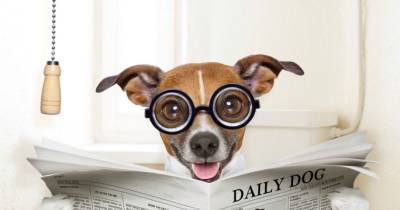 This Is Why Your Dog Stares At You When He Poops. Who Would Have Thought?!