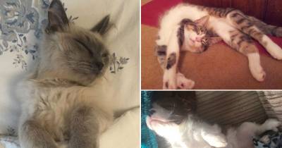 Meet The World's Sleepiest Pets - Including Spaniel Hugo Who Snoozes 20 HOURS A Day