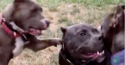 This Pit Bull Was Rescued From Starvation. When She Is Let Out Something Overwhelming Happens.