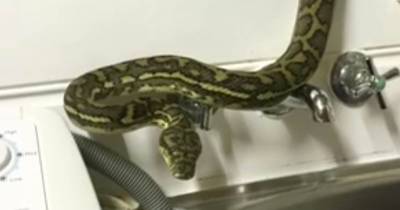 Snake Handler Has A Fit Of Hysterics As He Captures Python On The Loose In Family Home