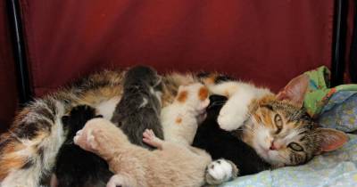 Love And Dedication Of A Stray Cat Mama