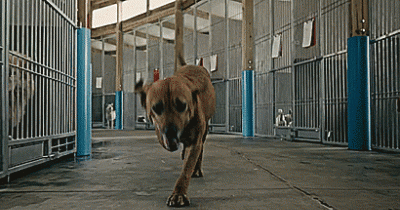 Dog Takes A Bullet To Save A Little Kid