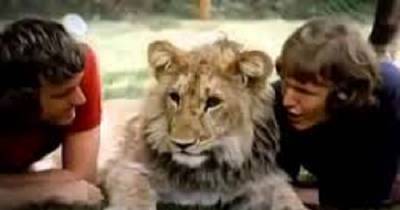 This Lion Becomes Completely Wild, No One Expects He Will Do This...I'm Moved!