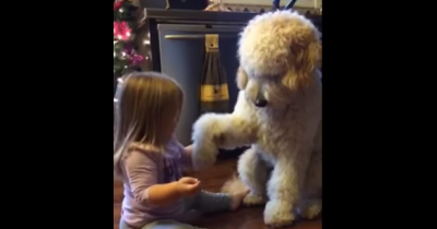 Little Girl Teaching Dog To Shake Is The Cutest