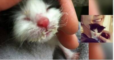 Tiny Motherless Tuxedo Meowing For Food And A Home, What Love Can Do!