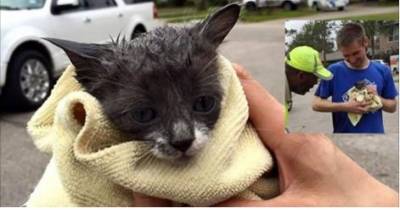 Nine Strangers Got Together To Save A Kitten Stuck In Storm Drain
