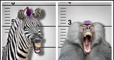 These Animals Actually Got Arrested!