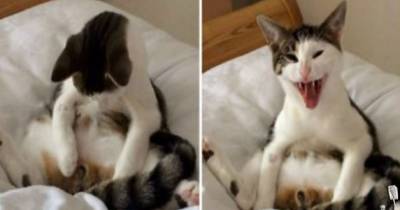 Cat Notices Something Is Missing After Visit To Vets