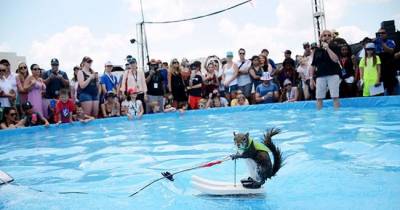 Meet The Adorable Squirrel That Loves To Water Ski.  AMAZING!