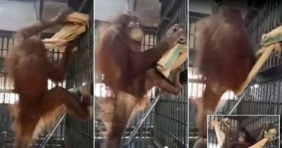 Amazingly Clever Orangutan Nemo Designs Her Own HAMMOCK In Incredible Video