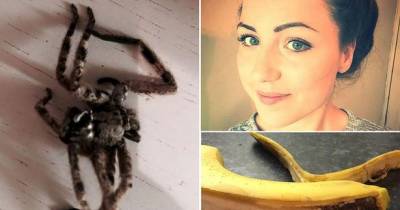 Creepy: Tesco Shopper's Horror After Huge Venomous Spider Falls From Bananas She Was Feeding To Young Son