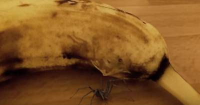 Spider BURSTS Out Of Banana Just before This Guy Attempted To Eat It