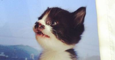 Little Mustachio Kitty Growing Up