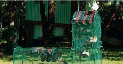 8 Catrageous Ways Your Cat Can Enjoy The Outdoors Safely