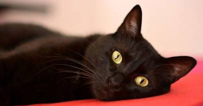 13 Ways Black Cats Make Life Amazing