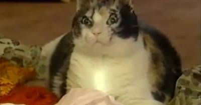 This Cat Ran Into A Burning House 5 Times But What She Brought Out In Her Mouth Each Time, Will Break Your Heart.