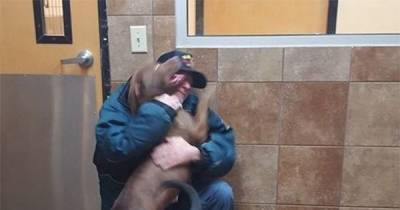 Watch The Moment This Veteran Learns He's Getting His Dogs Back After A Long Hospital Stay