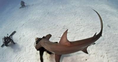Diver And This Shark Come Face To Face. I&rsquo;m Still Shocked At What Happens Next.