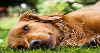 Dog Cancer - 11 Signs You Need To Know