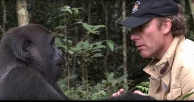 This Man Saved This Gorilla Years Ago. Watch What Happens When They Are Reunited.