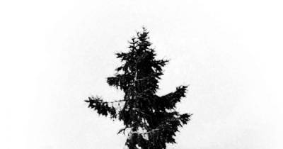 9,500-Year-Old Tree Found in Sweden Is The World&rsquo;s Oldest Tree