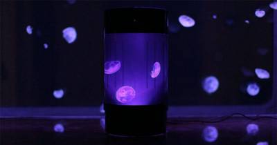 As Soon As You See How Cool Pet Jellyfish Are, You'll Want One