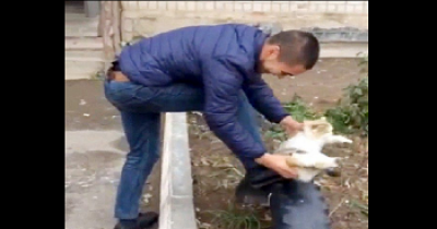 Shocking Video Shows Man Cleaning His Shoes With A Cat