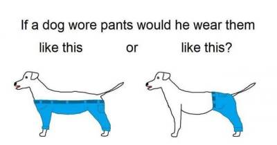 The Internet Can't Decide How Dogs Should Wear Pants