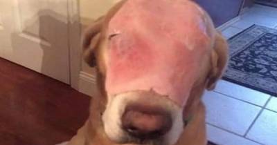 This Is Why 100,000 People Shared This Picture Of A Dog With HAM On Its Face