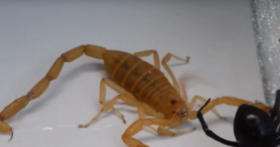 What Happens When Black Widow Takes On Scorpion?