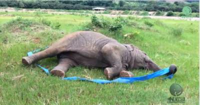 What This Elephant Does After Being Rescued Is The Best Thing On The Internet Today