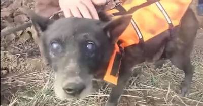 A Blind Dog Had Been Stuck Inside This Hole For A Month. But Watch What Happened.