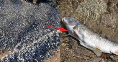 Thousands Of Dead Fish Just Washed Ashore In Australia, And No One Knows Why!