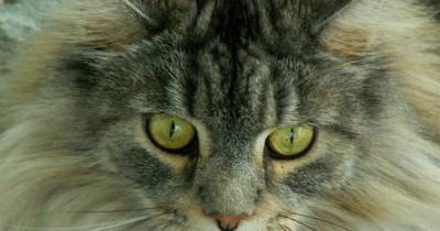 Fun Facts About Maine Coons